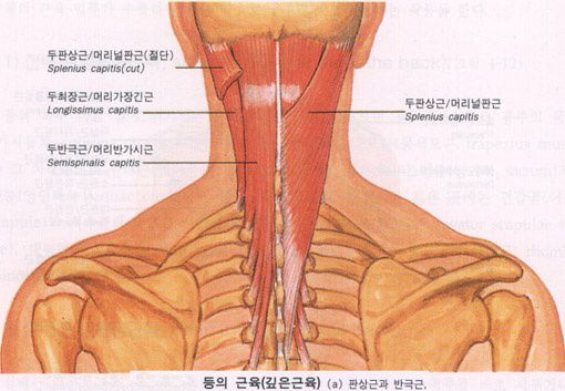 등의 근육 (깊은근육)